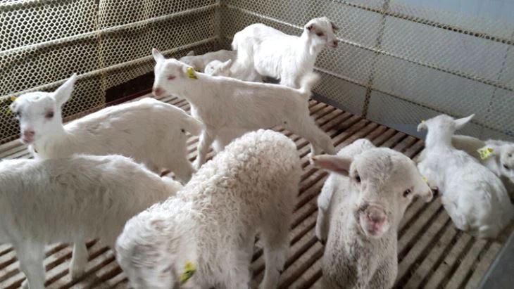 Sheep Farm Equipment